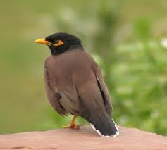 bird